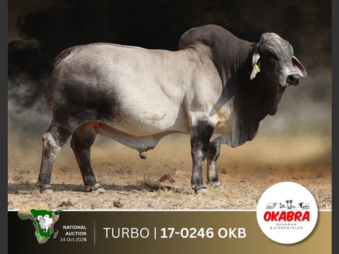 17-0246OKB | OKABRA BRAHMANS
