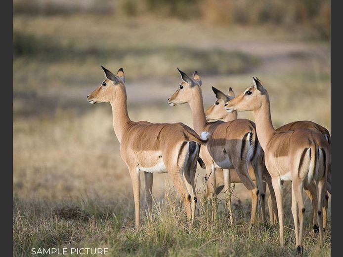 IMPALA | DU PREEZ WILD