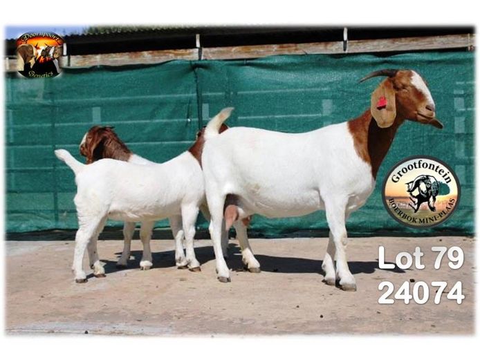 1351240074 | GROOTFONTEIN BOERBOK