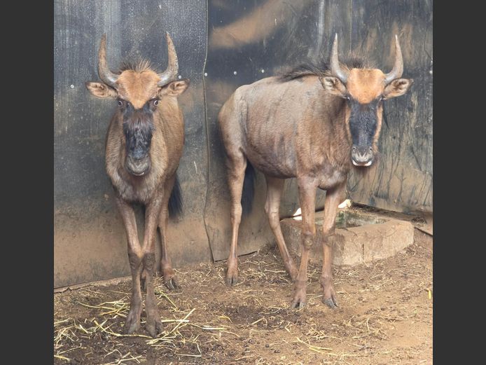 BLOUWILDEBEES | DRIEFONTEIN BOERDERY