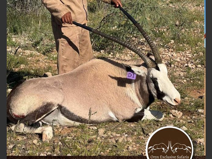 Painted Oryx Breeding | WATERBERG PLATO GAME BREEDERS