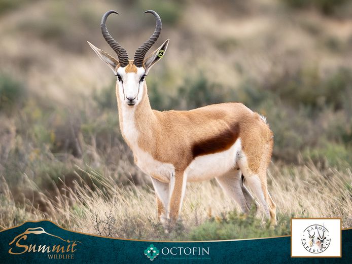 16" DAMARA SPRINGBOK RAM