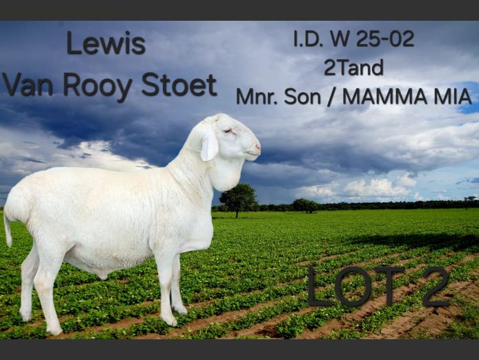 W25-02 | LEWIS VAN ROOY STOET