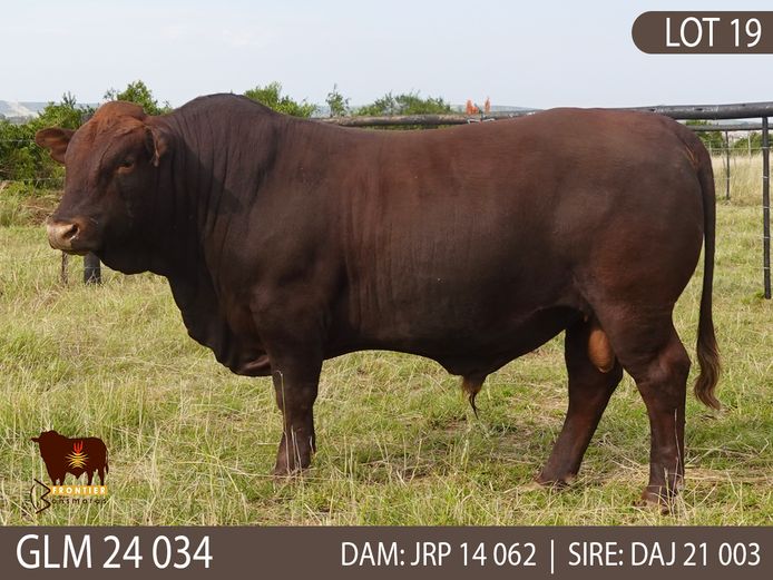 GLM 240034 | GLEN MUIR BONSMARAS