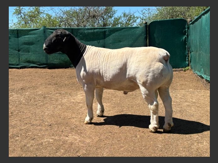 25156 | JACQUES LOUW - FARM RUITERSPOORT