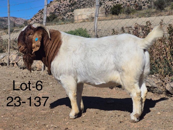 230137 | DIRK LOTTER