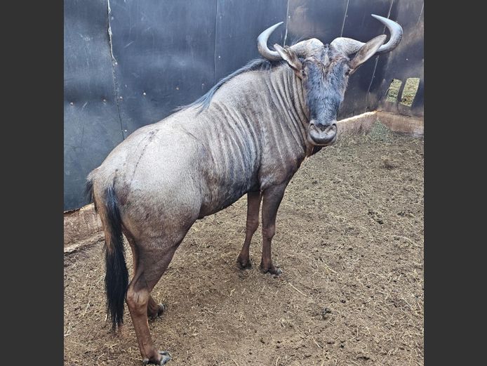 BLUE WILDEBEEST | NONYA SAFARIS