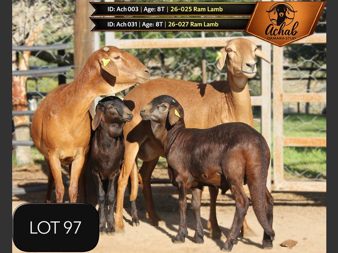 003 ACH | 031 ACH | Achab Damara Stud