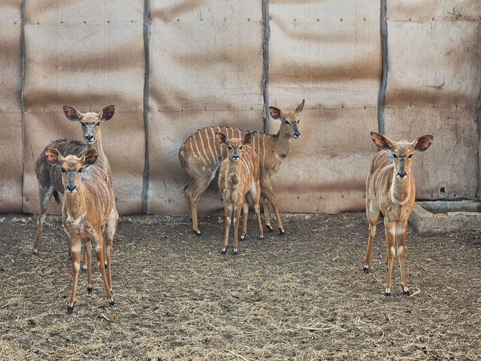 NYALA | BIG HORN