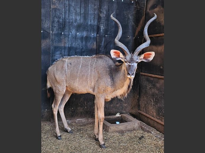 KUDU | MABALINGWE