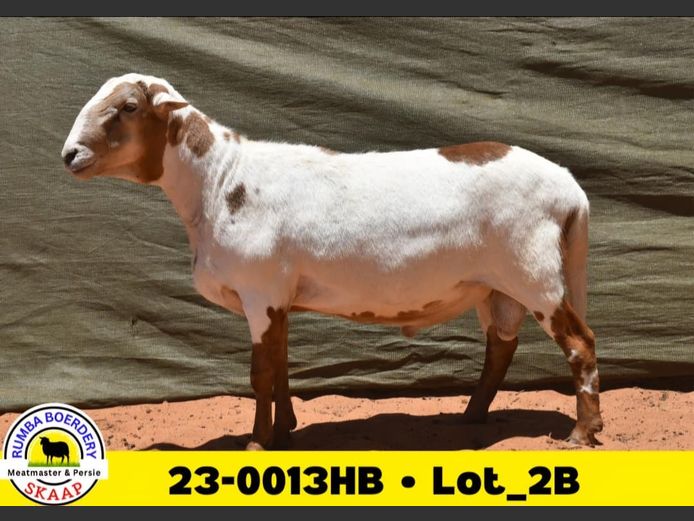 23-0013HB | RUMBA MEATMASTERS