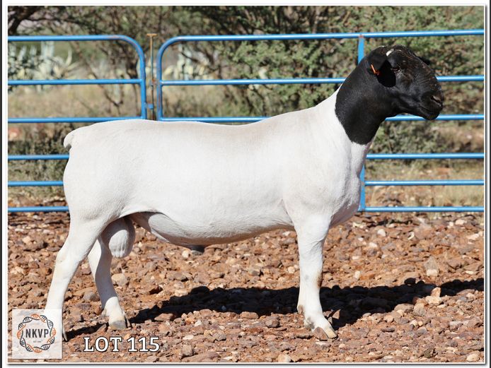 1772 24 0241 | H.G. HUMAN