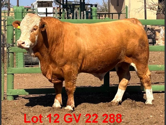 GV22288 | VOIGTLAND SIMMENTALER