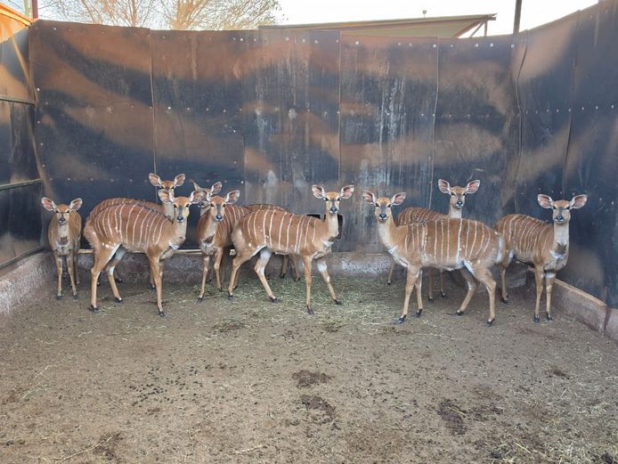 NJALA | 3 SOUTH GROUP