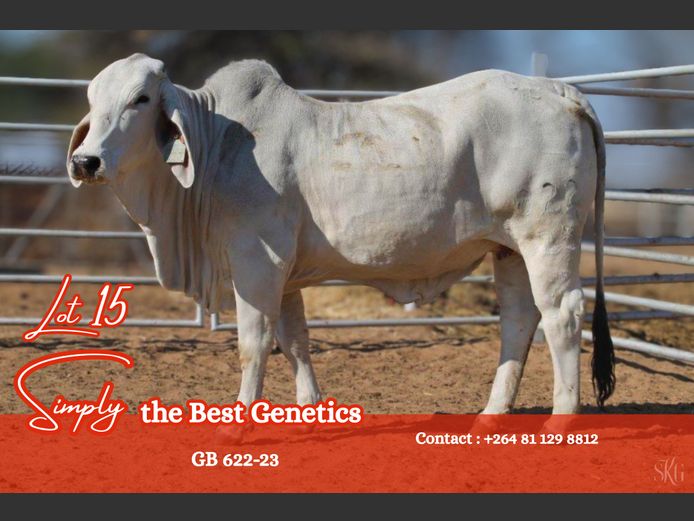 23-0622GB | GROENEWALDT BRAHMANE
