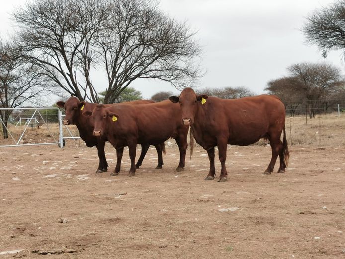 Commercial Females - Klaver Valley Boerdery