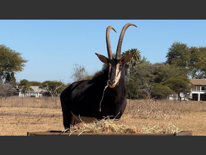 SABLE 37 4/8” | B. MOOLMAN