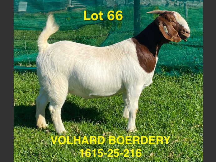 1615-25-216 | Volhard Boerbokstoet