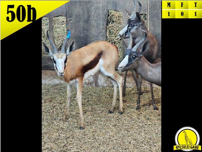 SPRINGBOK | DH CILLIERS