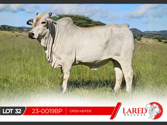 23-0019BP | LARED BRAHMAN
