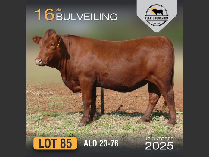 ALD 230076 | ALDIGO BONSMARAS