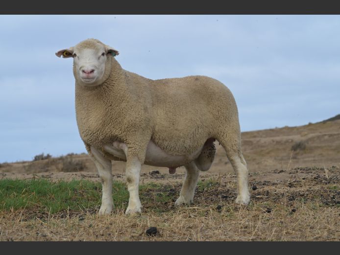 VS 240388 | VREDESIG FORBES