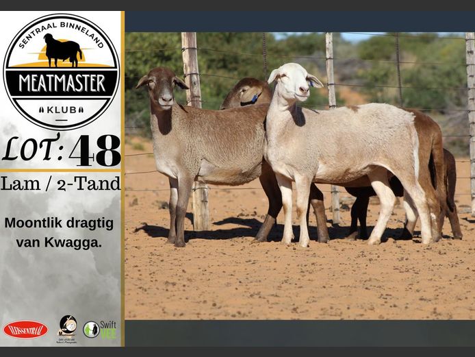 Ooie | Vrede Meatmasters