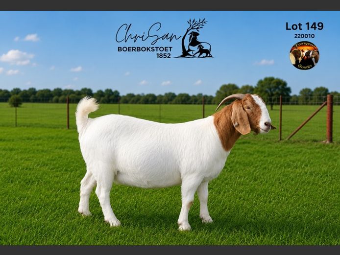 1852220010 | CHRISAN BOERBOKSTOET