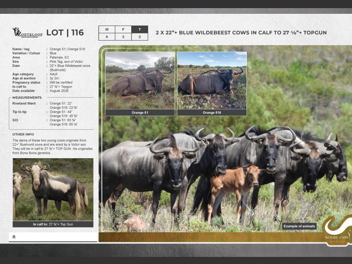 Wildebeest - Blue | Zoetkloof Game Breeders.