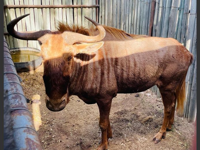 Goue Wildebees Bul