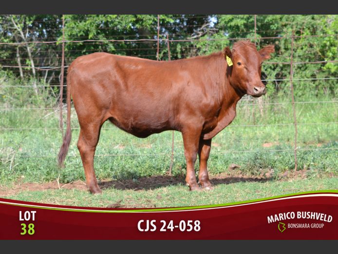 Commercial Animal | Saunders Bonsmaras