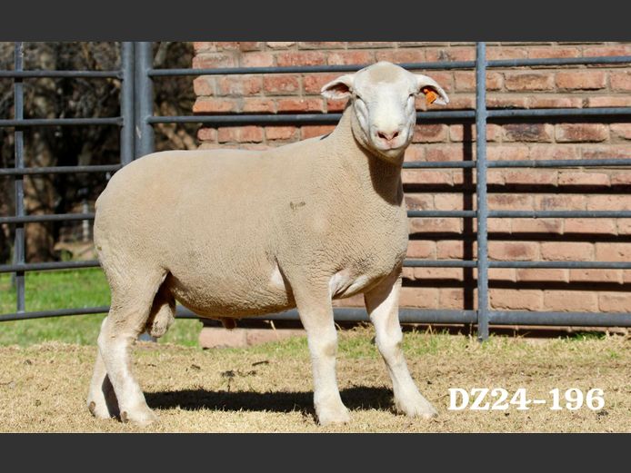 DZ 240196 | 2 STEYNS BOERDERY