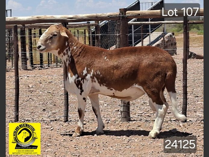 24125 | VERLAND MEATMASTERS