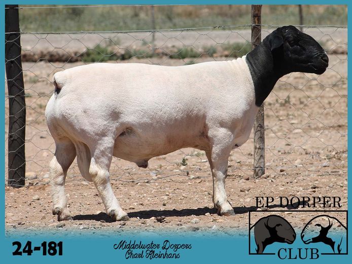 24-181 | Charl Kleinhans - Middelwater Dorper