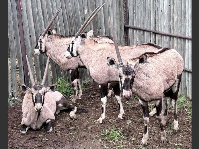 Gemsbok Bulle