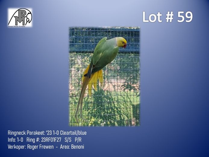1-0 '23 Ringneck Parakeet: Cleartail/blue - Roger Frewen