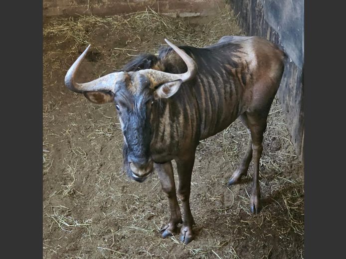 BLUEWILDEBEEST | NYANE GAME