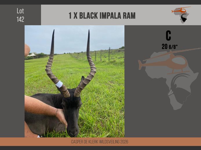 Black Impala (20 6/8")