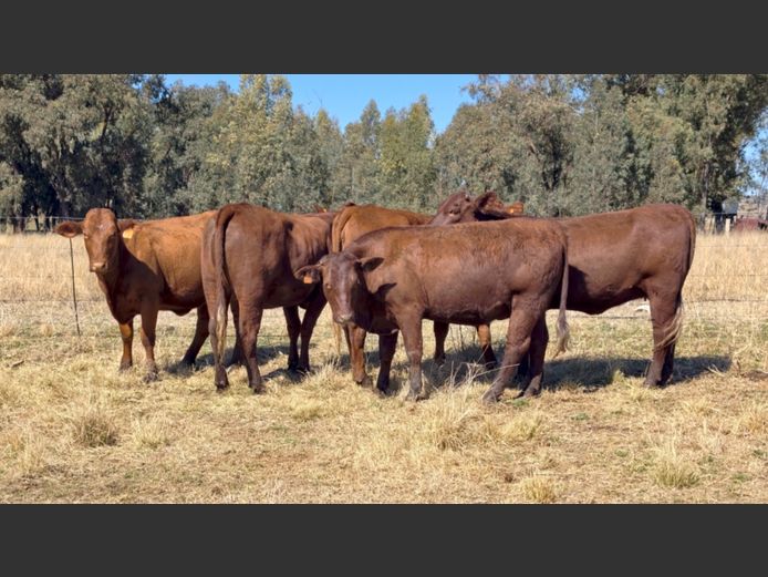 Commercial Animals