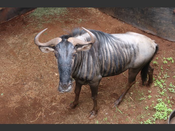 BLOUWILDEBEES