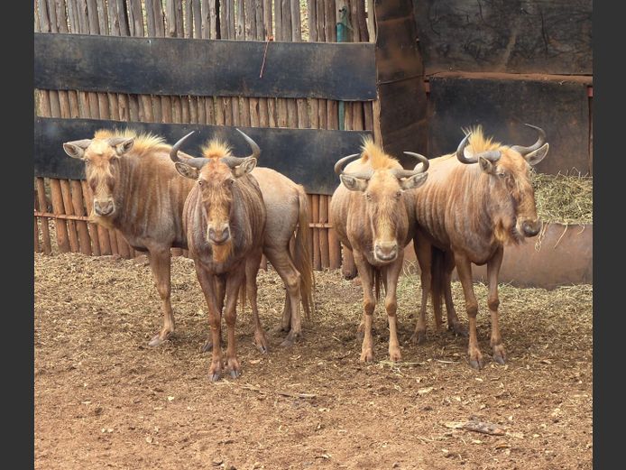 GOUE WILDEBEES | REA LORA