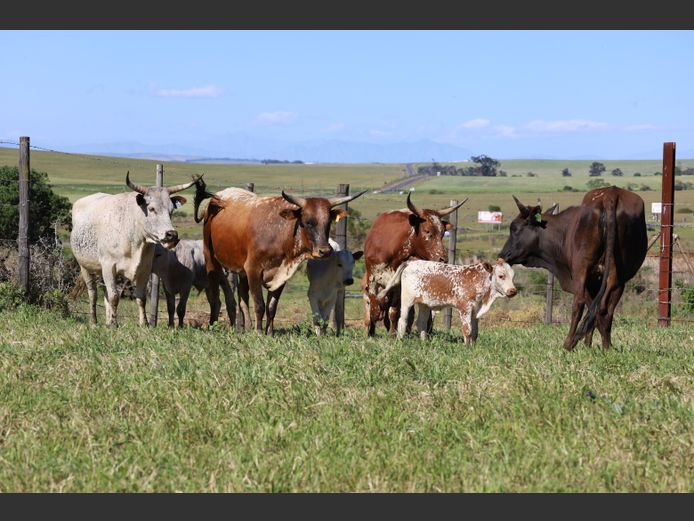 Commercial Animals