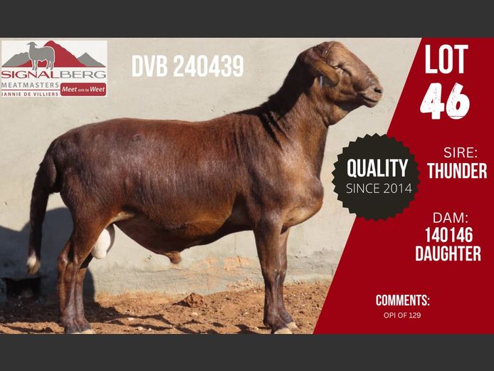 DVB 240439 | SIGNALBERG MEATMASTERS