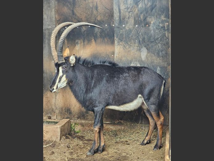 SABLE 40" | SABLE HILL SAFARIS