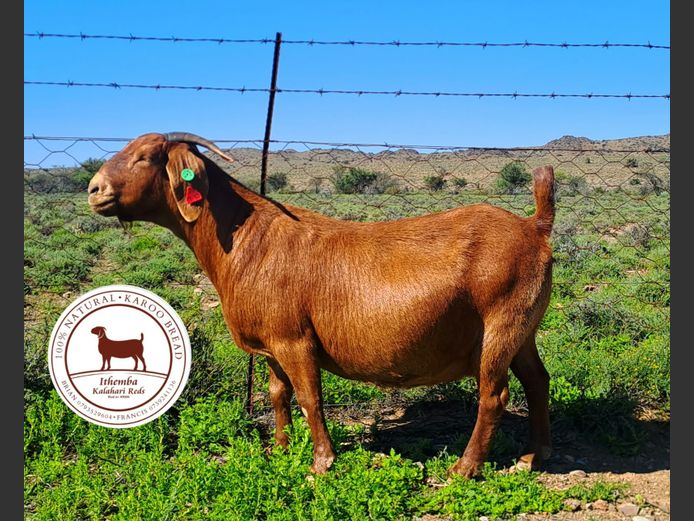 190093 | Ithemba Kalahari Reds