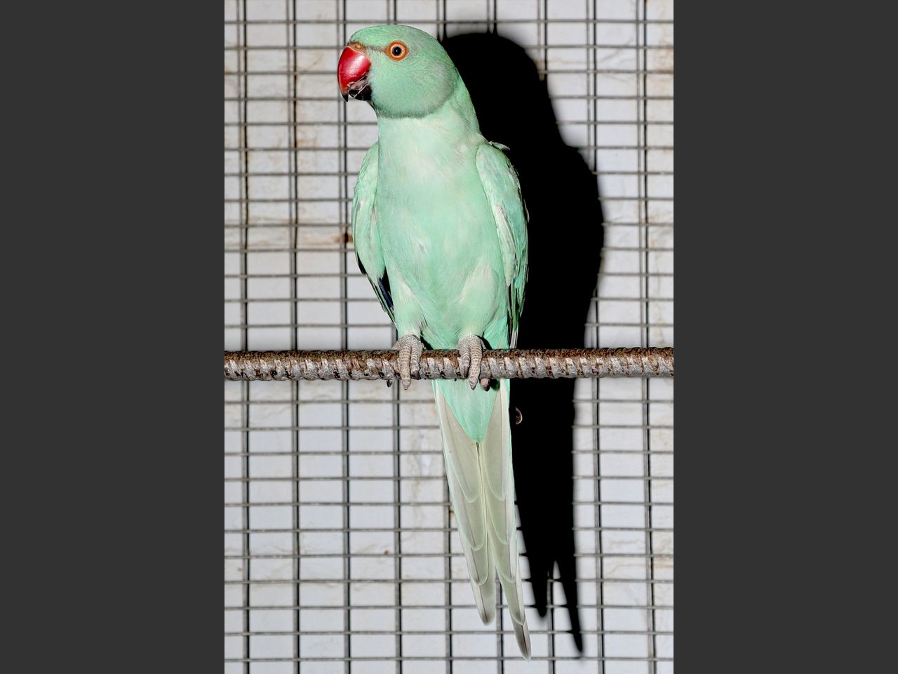 images