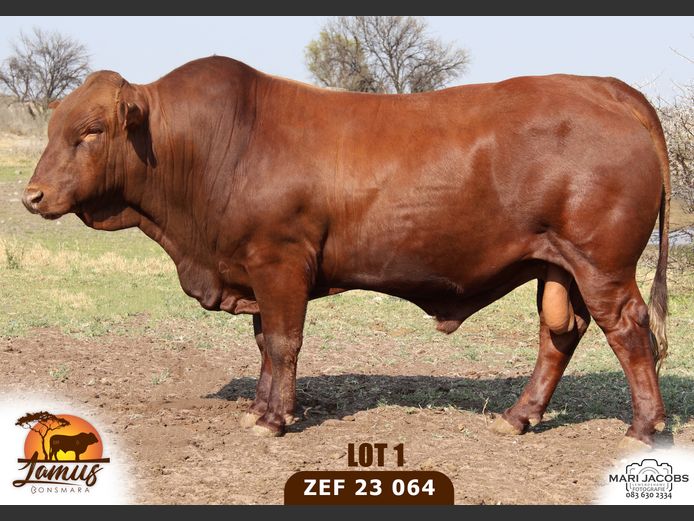 ZEF230064 HH(c) | LAMUS BONSMARA