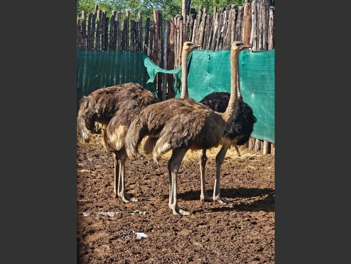 OSTRICHES | LITTLE HUT