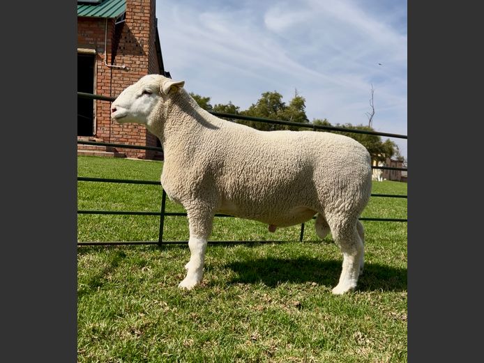 DH 240143 | HEYMAN DORMERS