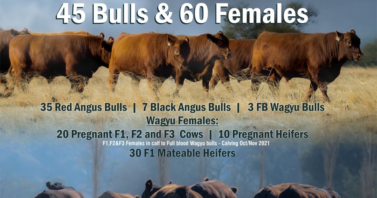 VJ ANGUS PURDON WAGYU ANGUS AUCTION | SwiftVEE | South Africa’s Leading ...